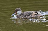 White-cheeked Pintailborder=